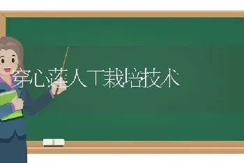 穿心莲人工栽培技术