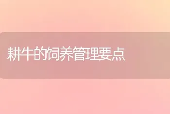 耕牛的饲养管理要点