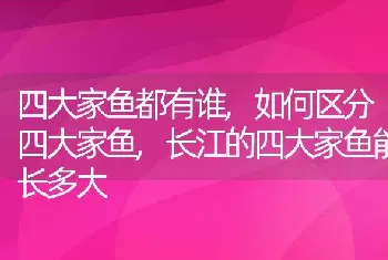 四大家鱼都有谁,如何区分四大家鱼