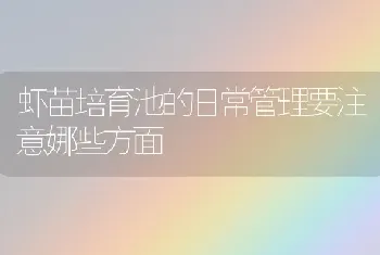 虾苗培育池的日常管理要注意娜些方面