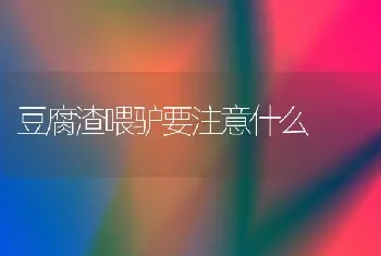 豆腐渣喂驴要注意什么