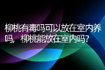 柳桃有毒吗可以放在室内养吗