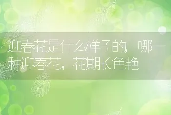 迎春花是什么样子的