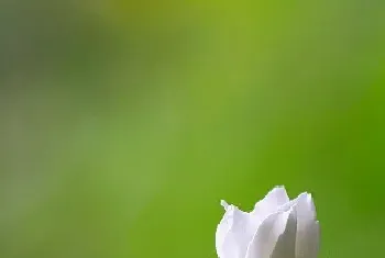 形容栀子花的唯美句子