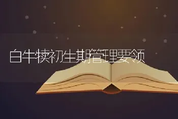 白牛犊初生期管理要领