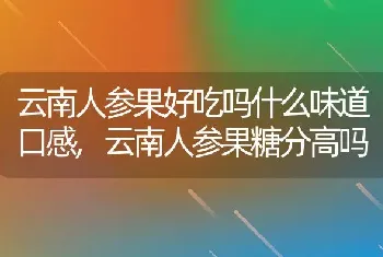 云南人参果好吃吗什么味道口感