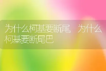 为什么柯基要断尾,为什么柯基要断尾巴