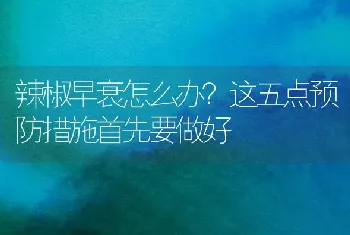 辣椒早衰怎么办?这五点预防措施首先要做好