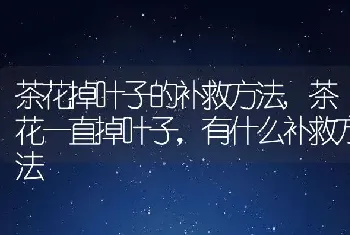 茶花掉叶子的补救方法