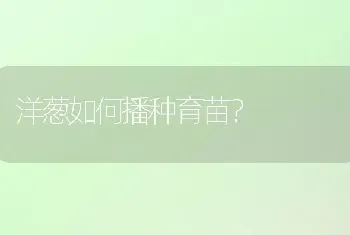 洋葱如何播种育苗?