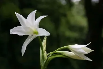 如何种植百合花种球