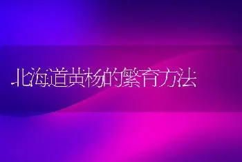 北海道黄杨的繁育方法