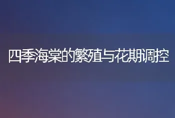 四季海棠的繁殖与花期调控