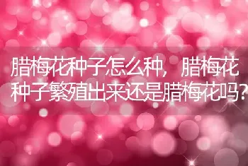 腊梅花种子怎么种