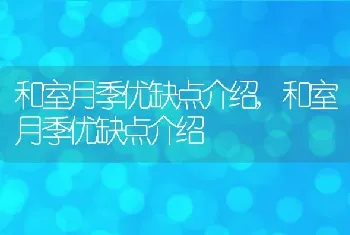 和室月季优缺点介绍