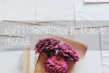 西芹软腐病的发病症状及防治方法