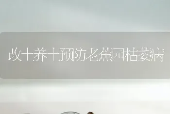 改土养土预防老蕉园枯萎病