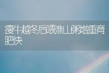 瘦牛越冬后喂淮山粥增重育肥快