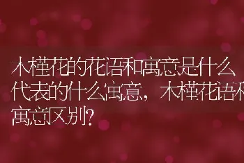 木槿花的花语和寓意是什么代表的什么寓意