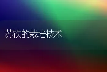 苏铁的栽培技术