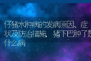 仔猪水肿病的发病原因、症状及防治措施