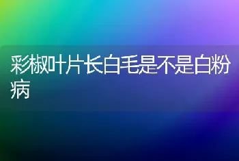 彩椒叶片长白毛是不是白粉病