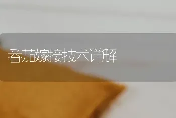 番茄嫁接技术详解