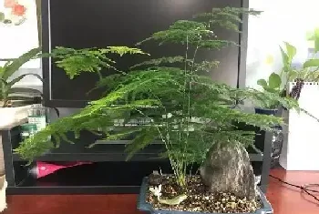 文竹的风水作用禁忌是真的吗