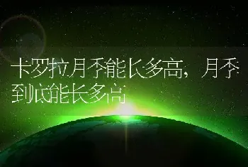 卡罗拉月季能长多高