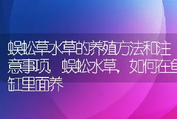 蜈蚣草水草的养殖方法和注意事项