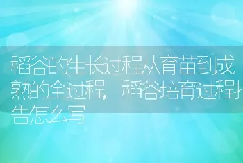 稻谷的生长过程从育苗到成熟的全过程