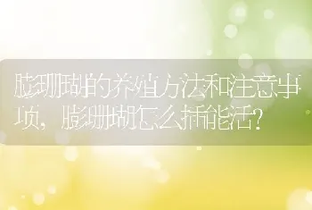 膨珊瑚的养殖方法和注意事项