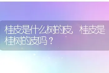 桂皮是什么树的皮