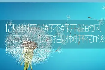 招财树开花好不好开花的风水寓意