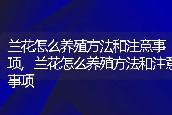 兰花怎么养殖方法和注意事项