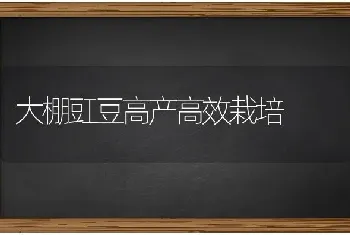 大棚豇豆高产高效栽培