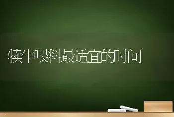 犊牛喂料最适宜的时间