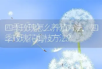 四季玫瑰怎么养殖方法