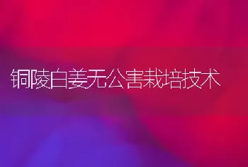 铜陵白姜无公害栽培技术