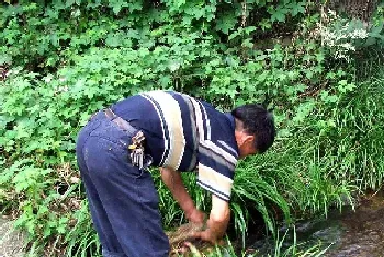 石菖蒲生长在什么地方