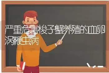 严重危害梭子蟹养殖的血卵涡鞭虫病