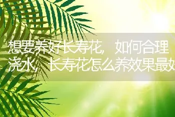 想要养好长寿花,如何合理浇水