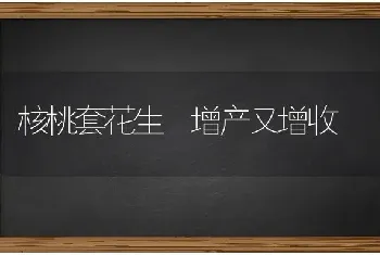 核桃套花生 增产又增收