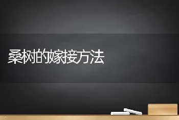 桑树的嫁接方法