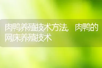 肉鸭养殖技术方法