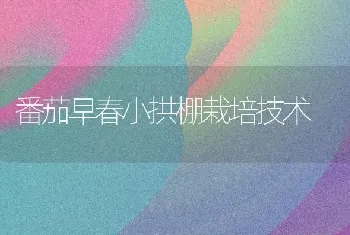 番茄早春小拱棚栽培技术