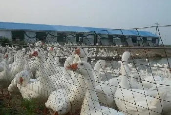 莱茵鹅是什么颜色？莱茵鹅的饲养管理技巧