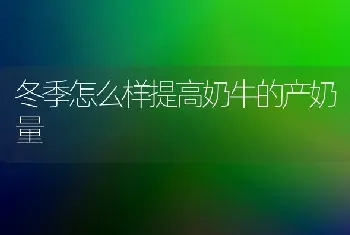 冬季怎么样提高奶牛的产奶量