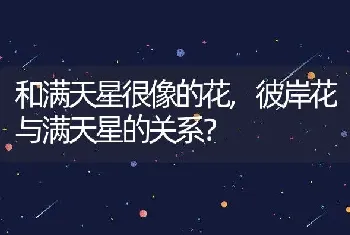 和满天星很像的花