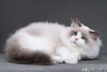 布偶猫爆毛征兆